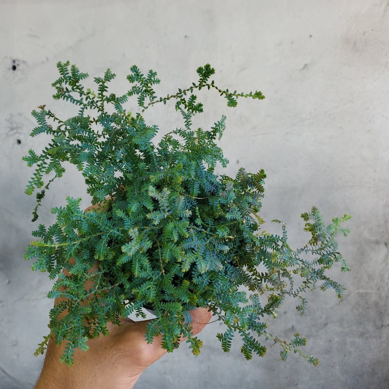 Selaginella uncinata – 4|BR17C