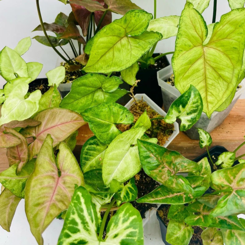 Syngonium assorted – 2|TBD|TBD