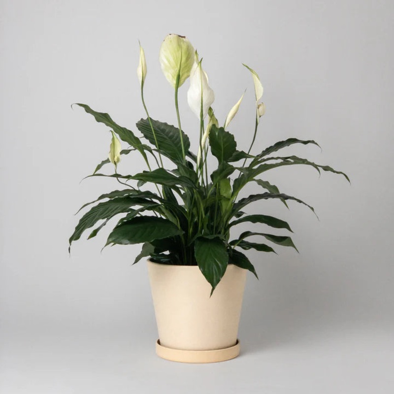 Tapered SIgnature Stone Planter – 7