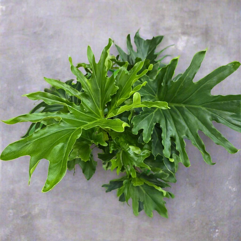 Thaumatophyllum bipinnatifidum – 8