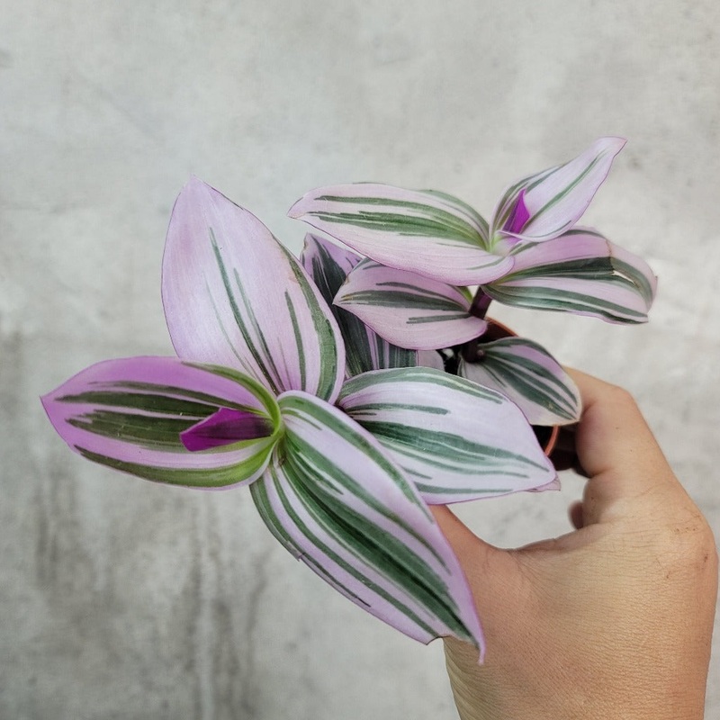 Tradescantia nanouk – 2|CL5C|CL5C