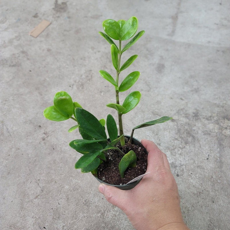 ZZ Lucky Plant – 4|NR1B|NR1B