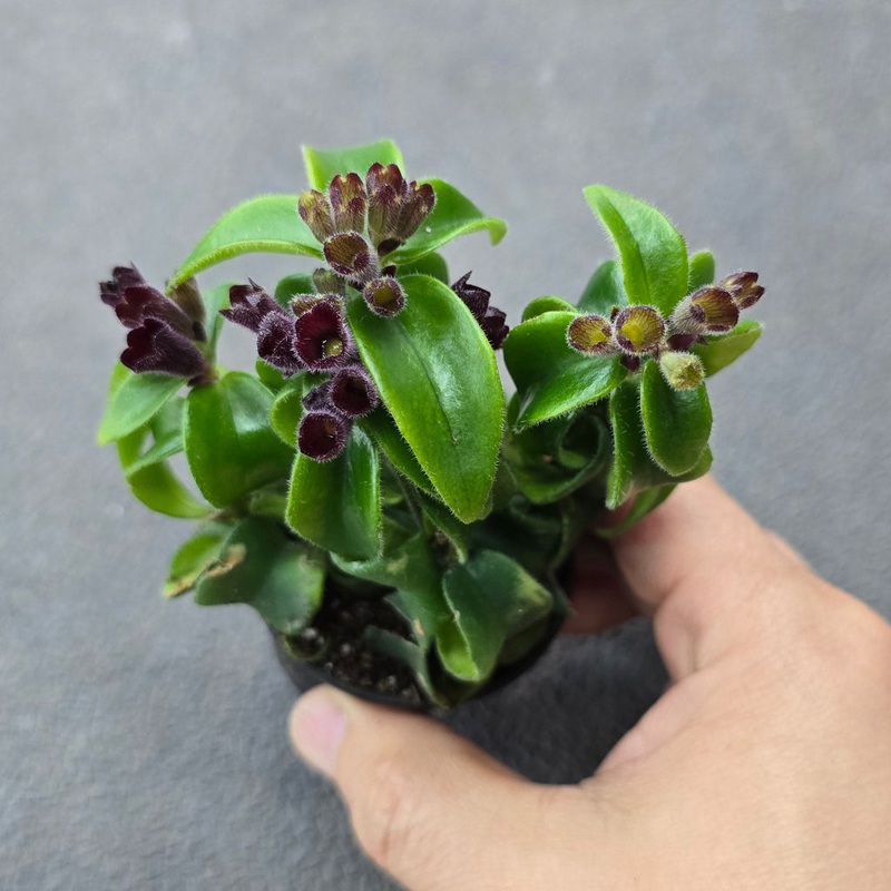 Aeschynanthus rad. ‘Rasta’ – 2