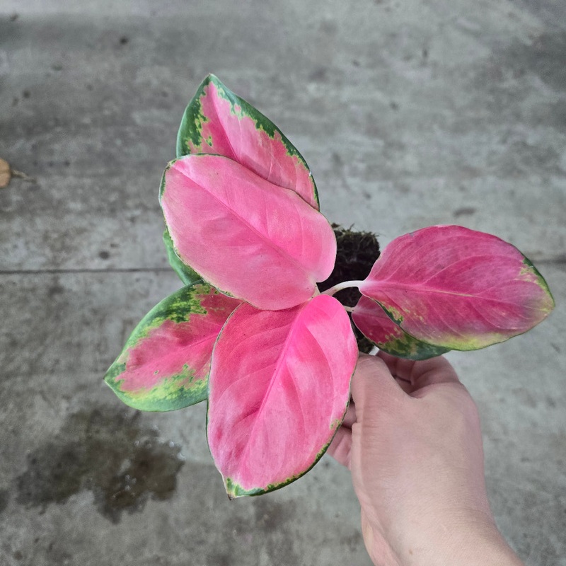 Aglaonema ‘China Red’ – 4|BR09D