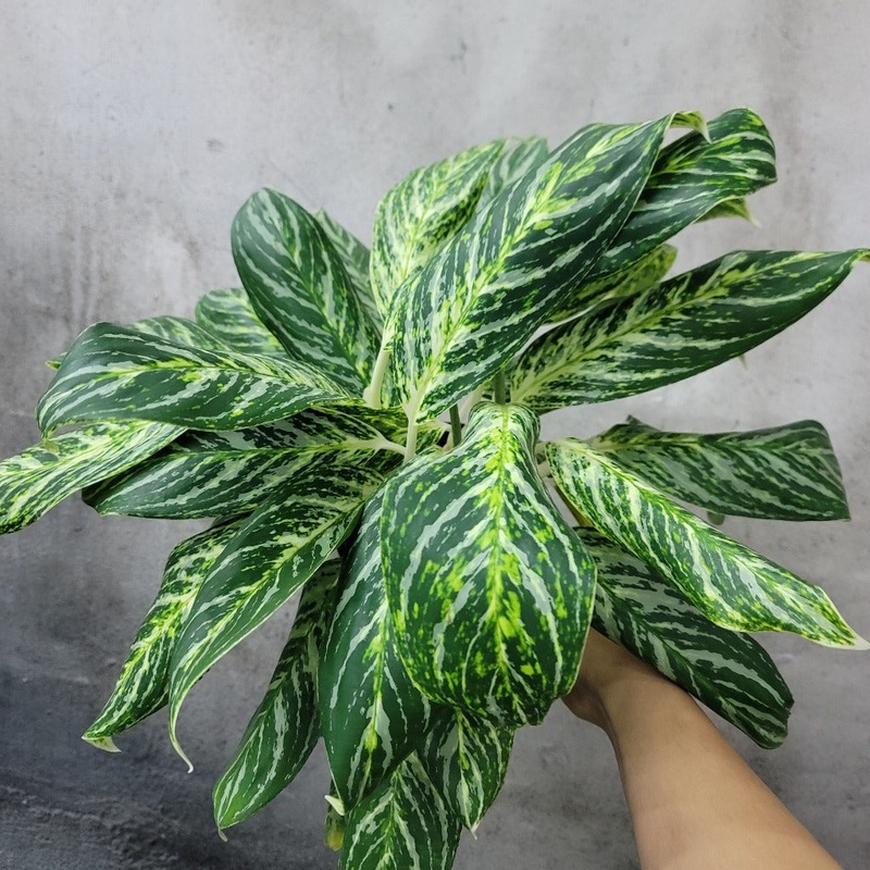 Aglaonema ‘Golden Madonna’ – 6