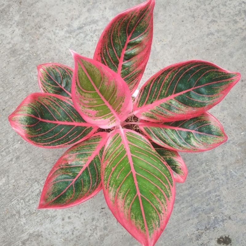 Aglaonema khanza – 2|CL4E|CL4E