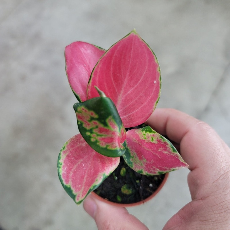 Aglaonema ‘Latosolic Red’ – 2|CL4E