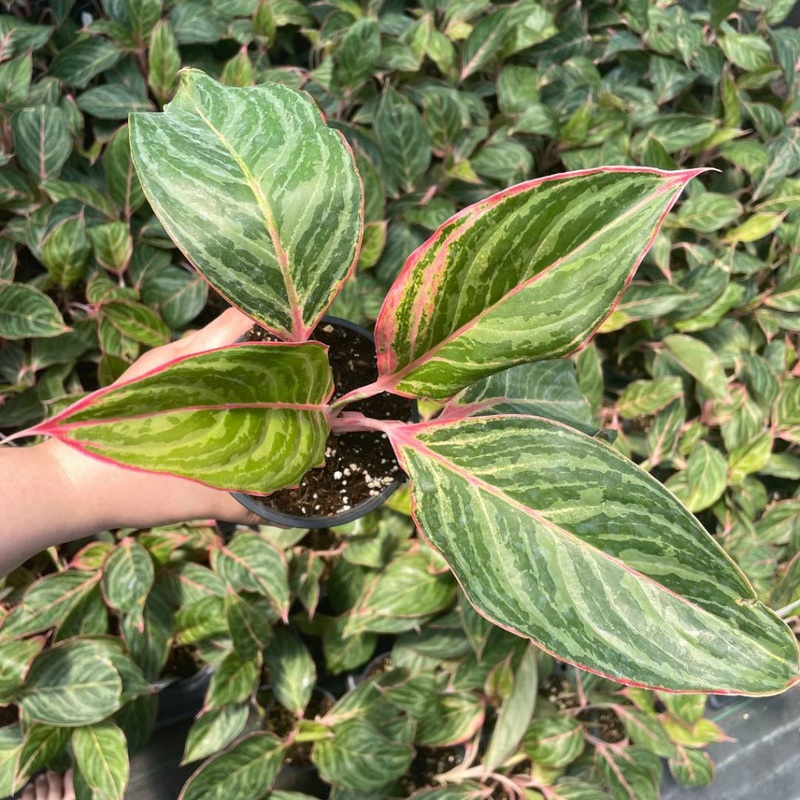 Aglaonema ‘Moonstone Miles – 6
