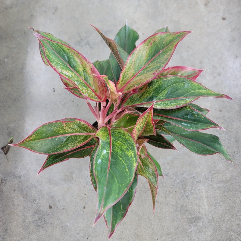 Aglaonema siam – 6|BR09D|BR09D