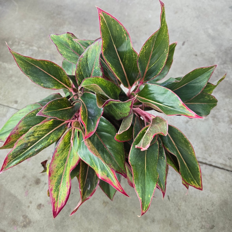 Aglaonema siam – 8|BR19E|BR19E