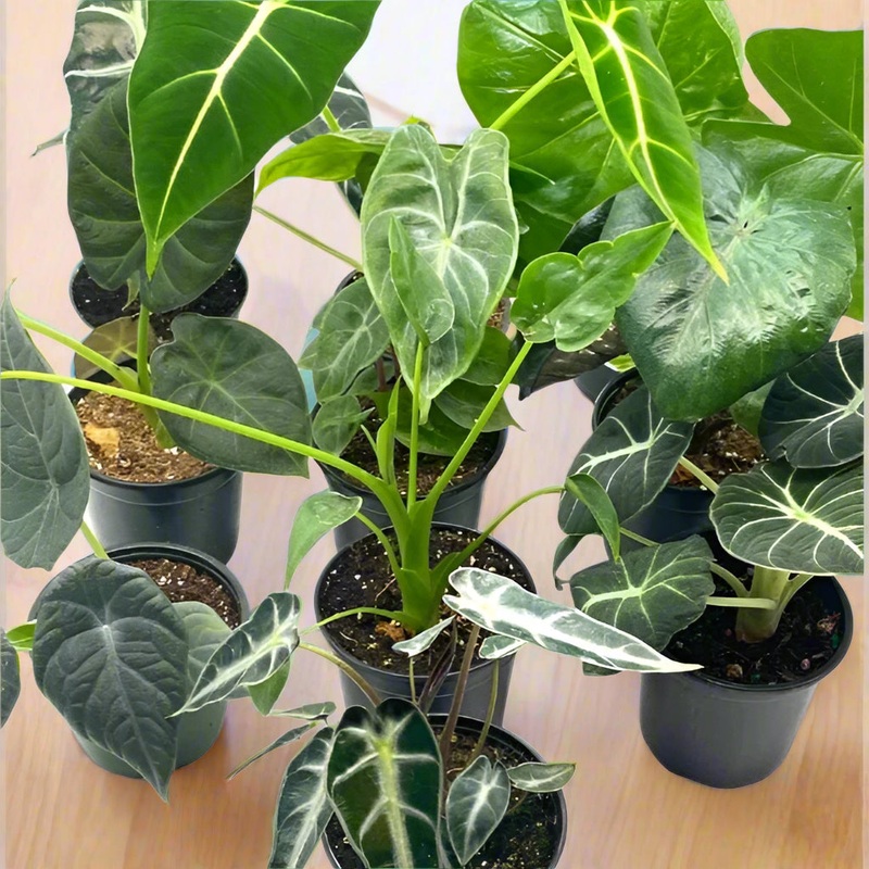 Alocasia Assorted – 4|OS|OS