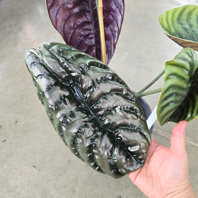 Alocasia cuprea red secret – 2 gallon