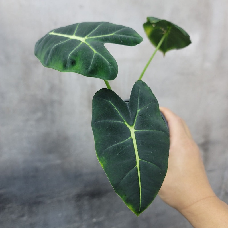 Alocasia ‘Frydek’ – 4|BR11A|BR11A