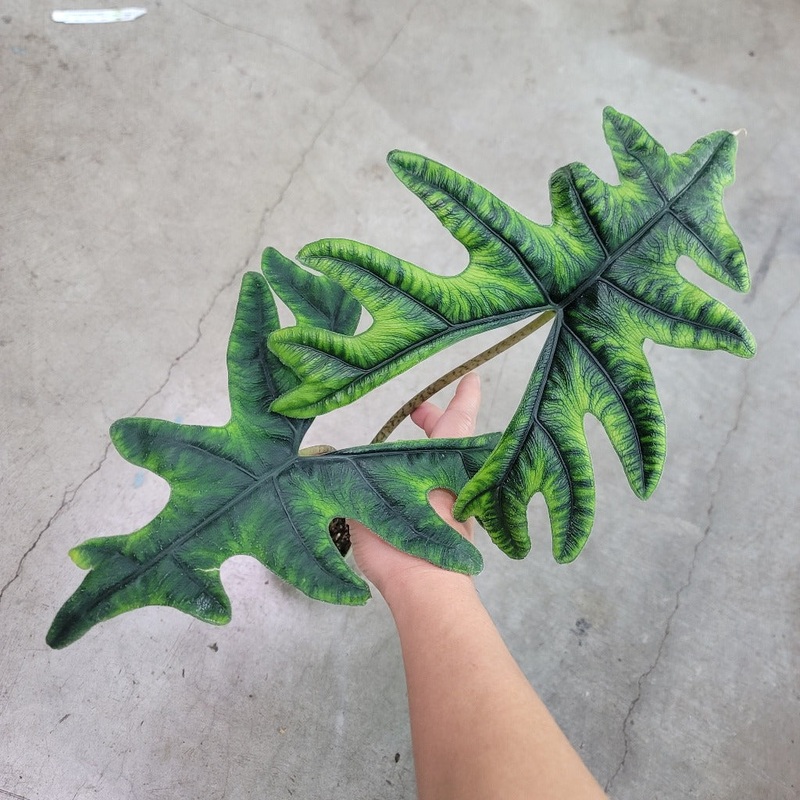 Alocasia sulawesi ‘Jacklyn’ – 4