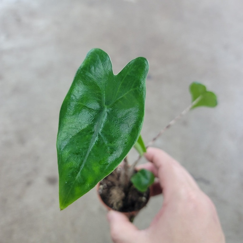 Alocasia zebrina – 2|CL4D|CL4D