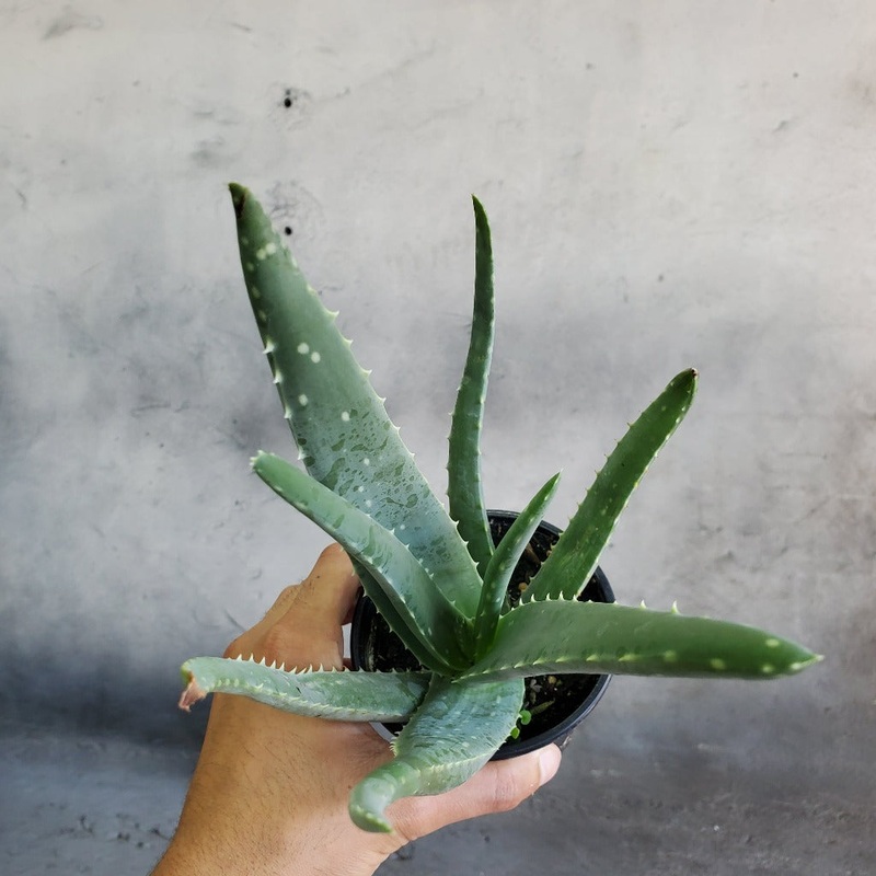 Aloe vera – 4|R4AB|R4AB