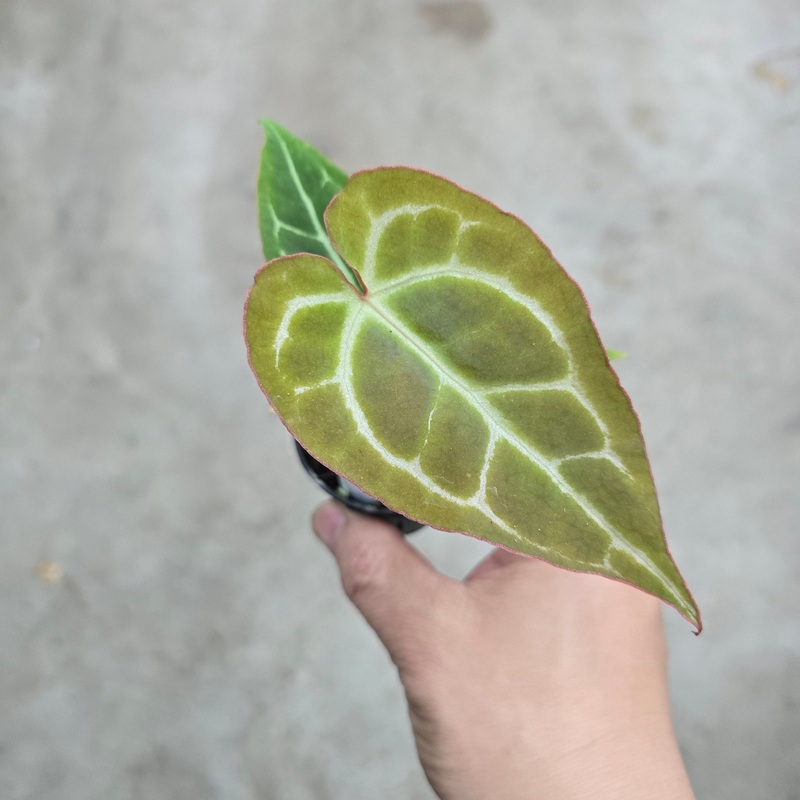 Anthurium crystallinum hybrid – 2