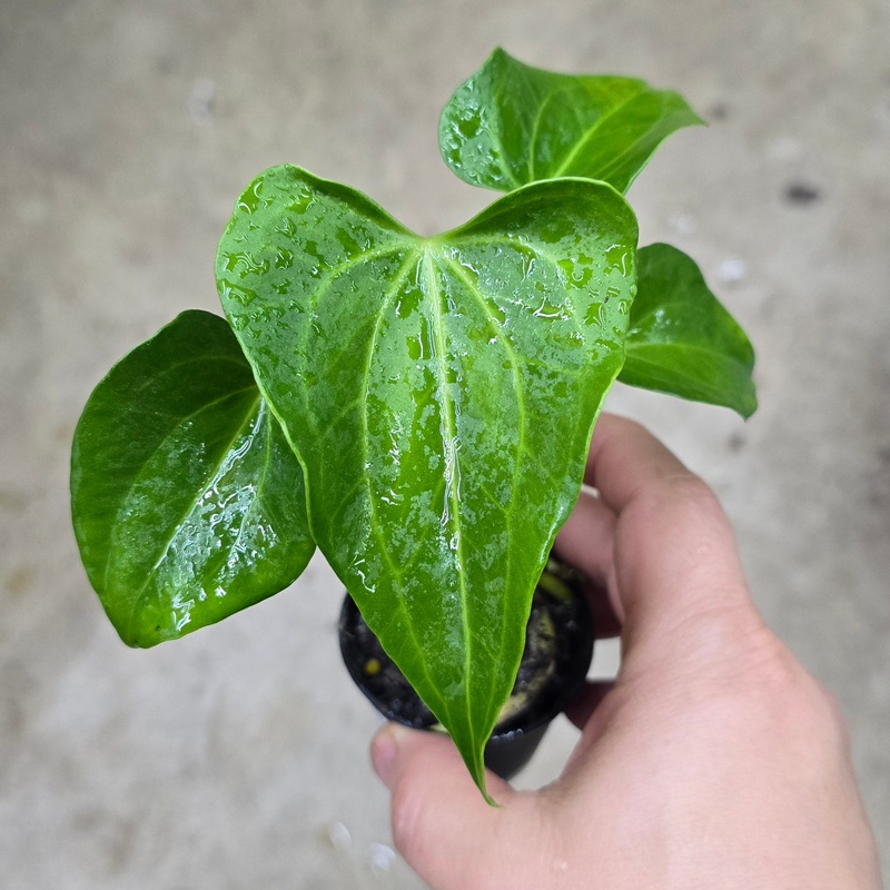 Anthurium ‘Delta Force’ – 2 (TC)