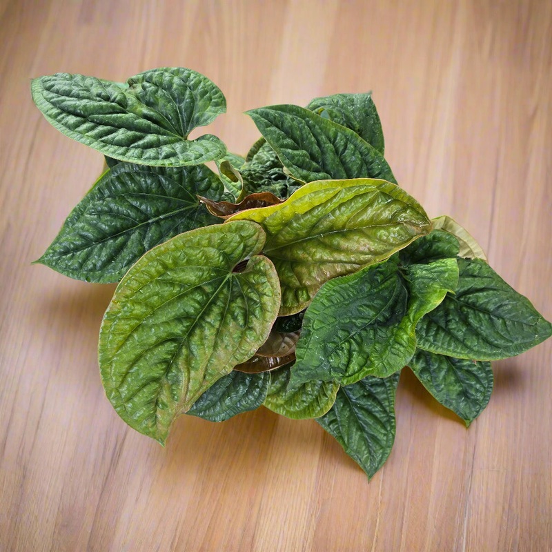 Anthurium luxurians hybrid – 2 gallon