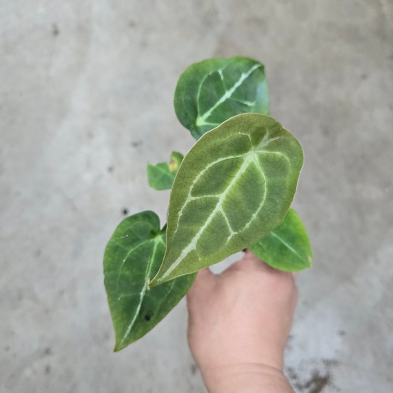 Anthurium warocqueanum x forgetii – 2