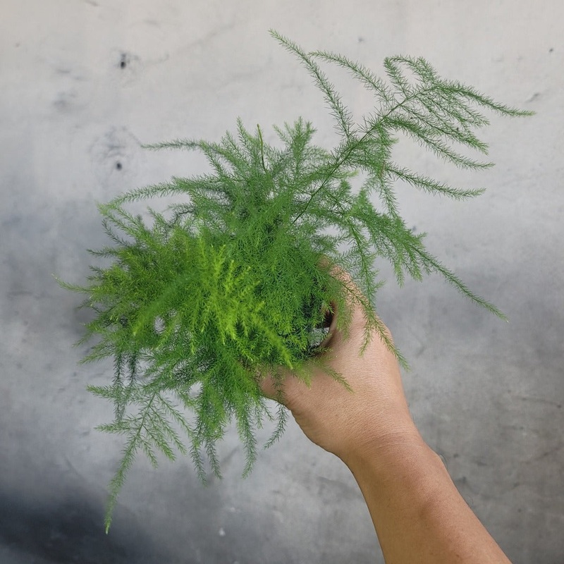 Asparagus setaceus – 4|BR06B|BR06B