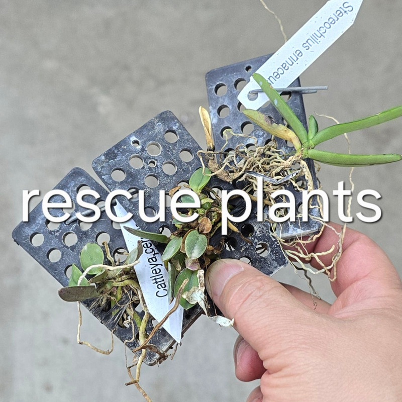 Assorted Mini Orchids – Rescue