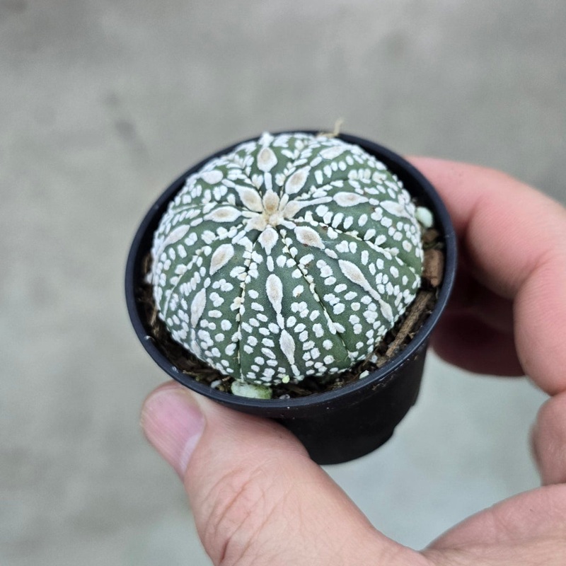 Astrophytum asterias assorted – 2