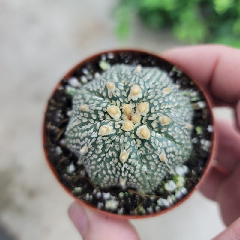 Astrophytum asterias cv. Superkabuto – 3