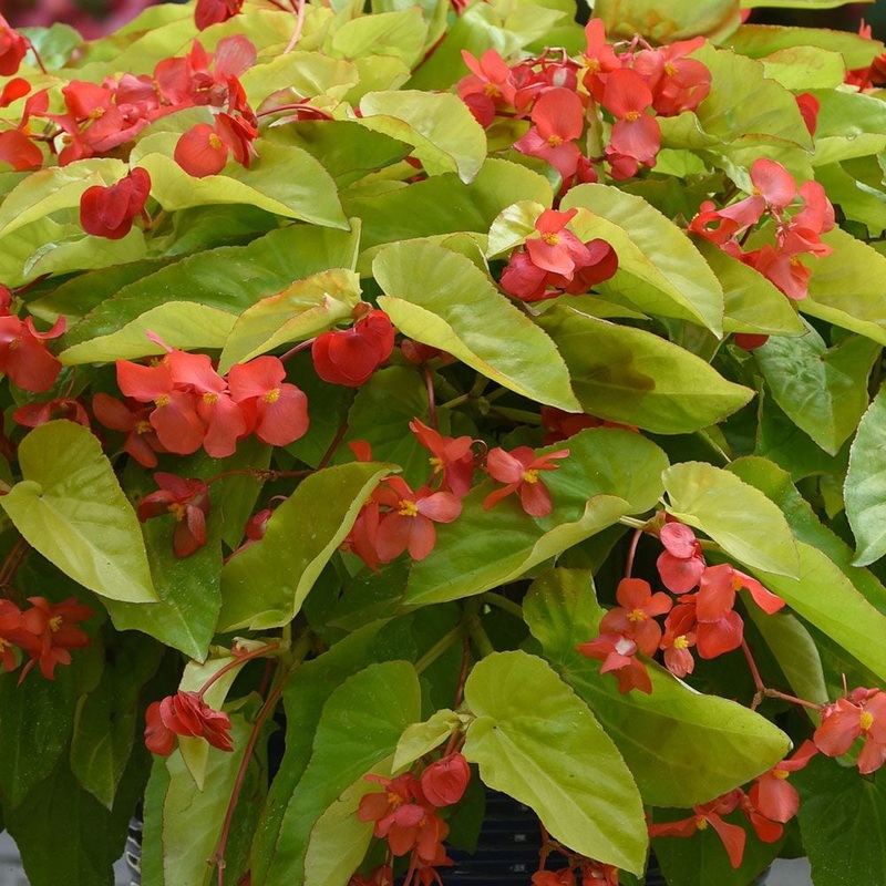 Begonia Canary Wings – 12 HB|TBD