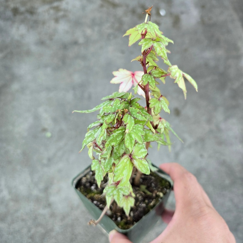 Begonia dregei – 4|R4AB|R4AB