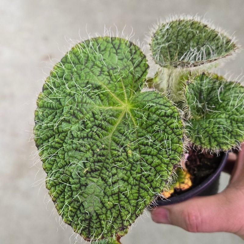 Begonia longiciliata – 4|BR16C