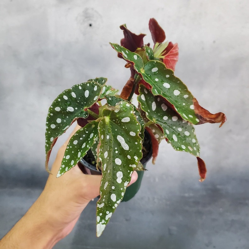 Begonia maculata wightii – 4|BR16A