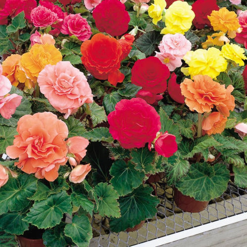 Begonia nonstop – 4|TBD|TBD