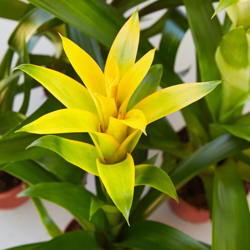 Bromeliad Guzmania – Yellow – 4