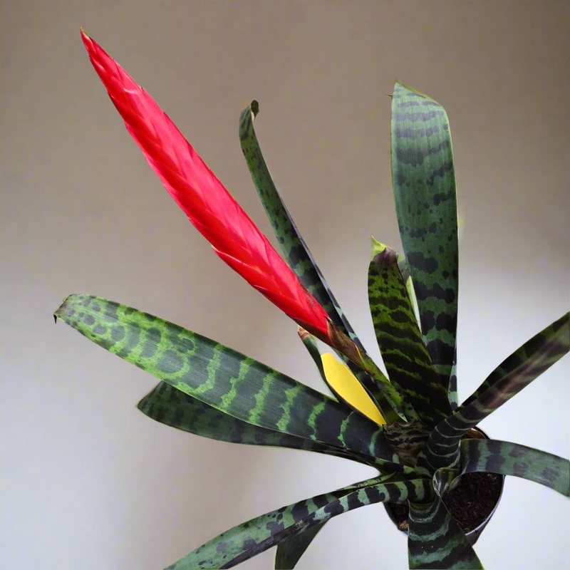 Bromeliad Vriesea  splendens – 4