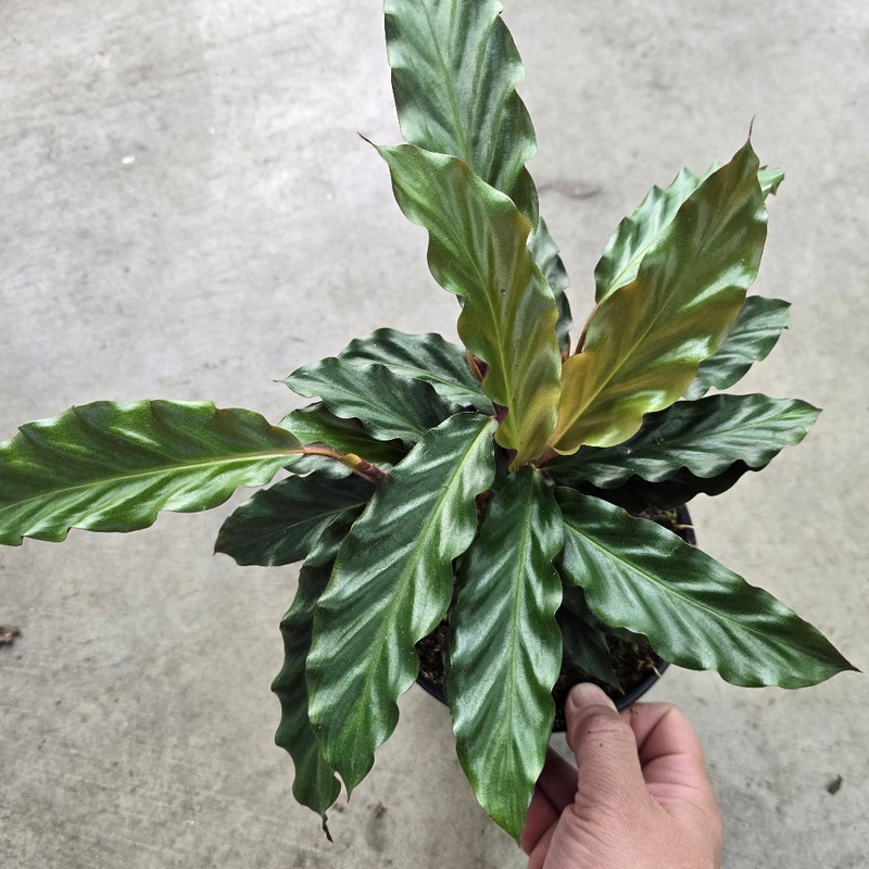 Calathea rufibarba – 4|BR05|BR05
