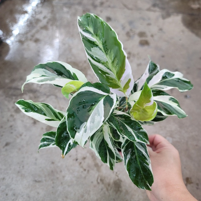 Calathea ‘White Fusion’ – 4|BR04B