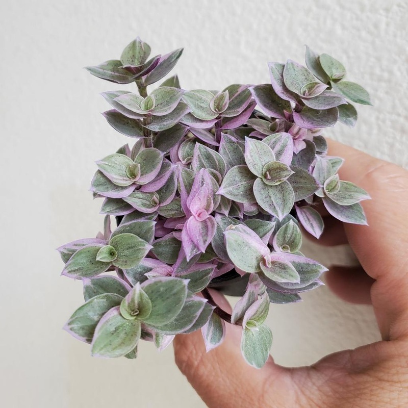 Callisia repens ‘Pink Panther’ – 2