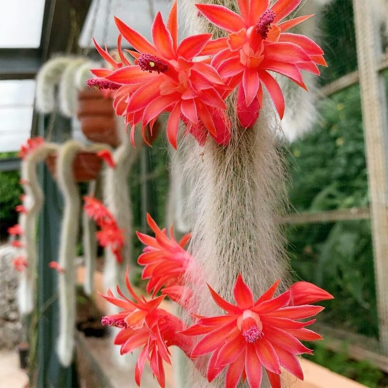 Cleistocactus winteri ssp. colademononis – 2