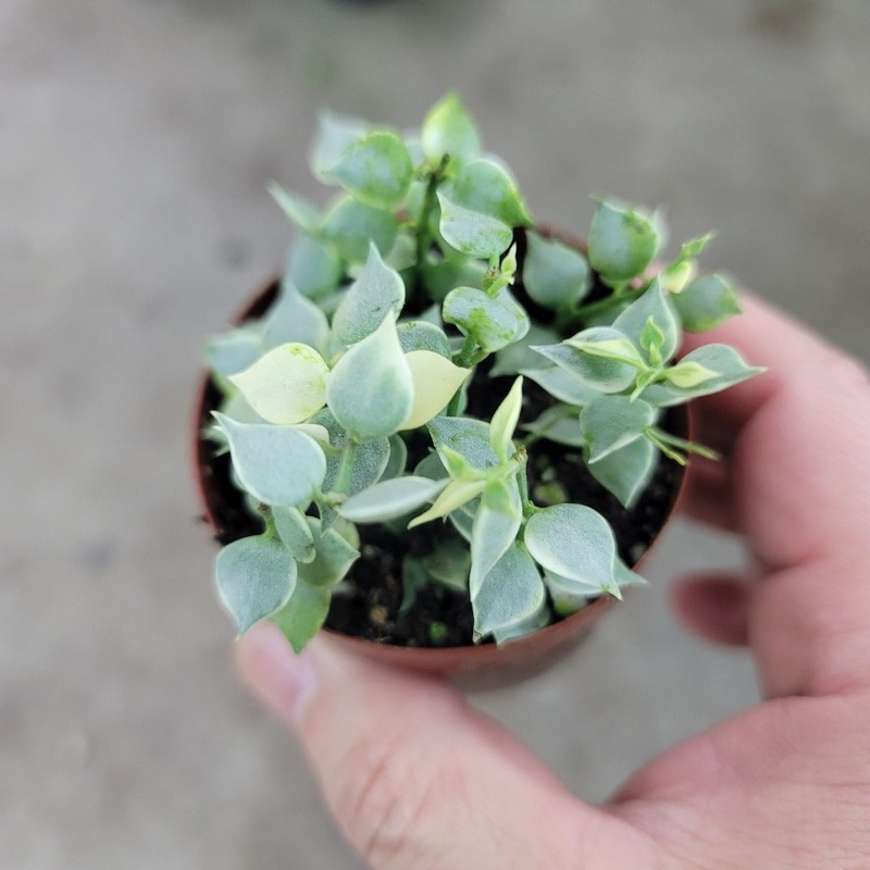 Dischidia ruscifolia variegata – 3