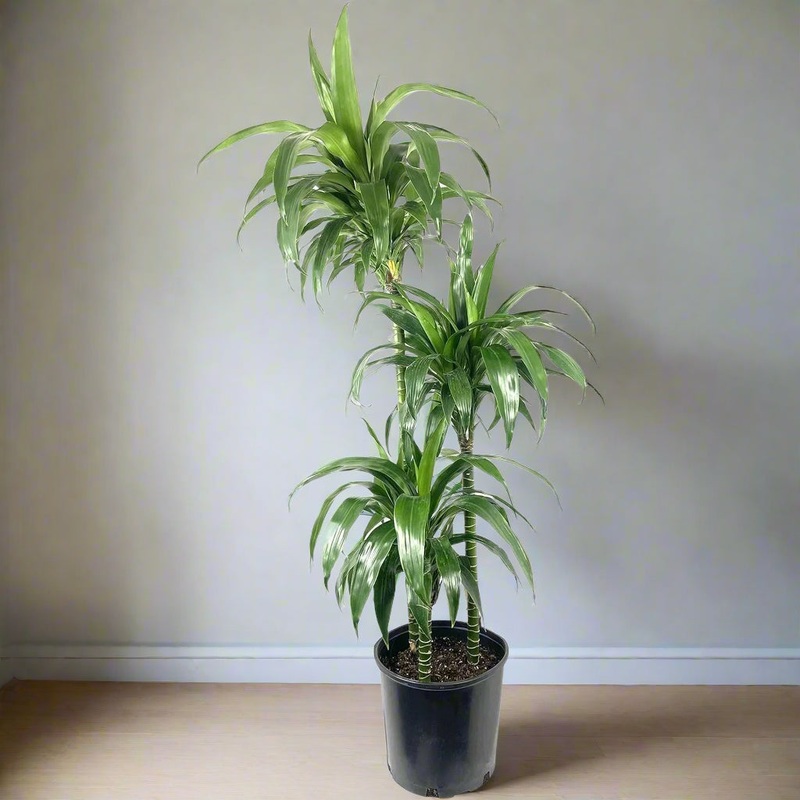 Dracaena fragrans ‘Lisa’ -10 (no shipping)