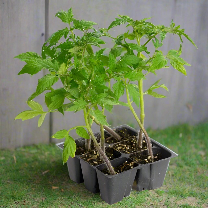 Early Girl Tomato – jumbo pack