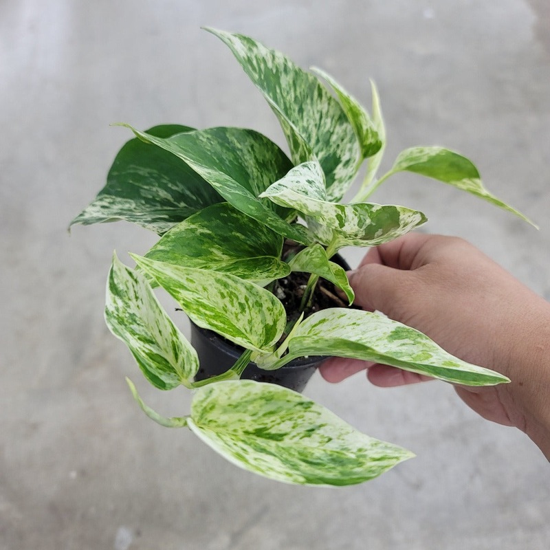 Epipremnum aurea ‘Snow Queen’ – 4