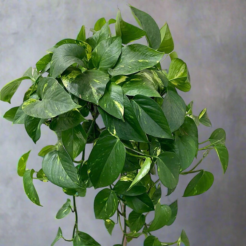 Epipremnum aureum – 6 HB XL|FW