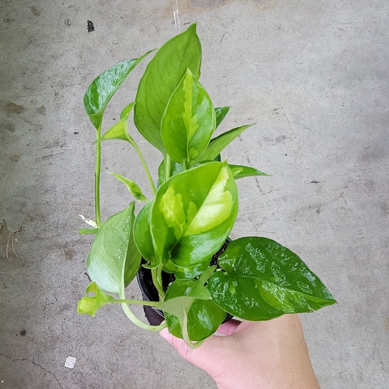 Epipremnum aureum ‘Global  Green’ – 4