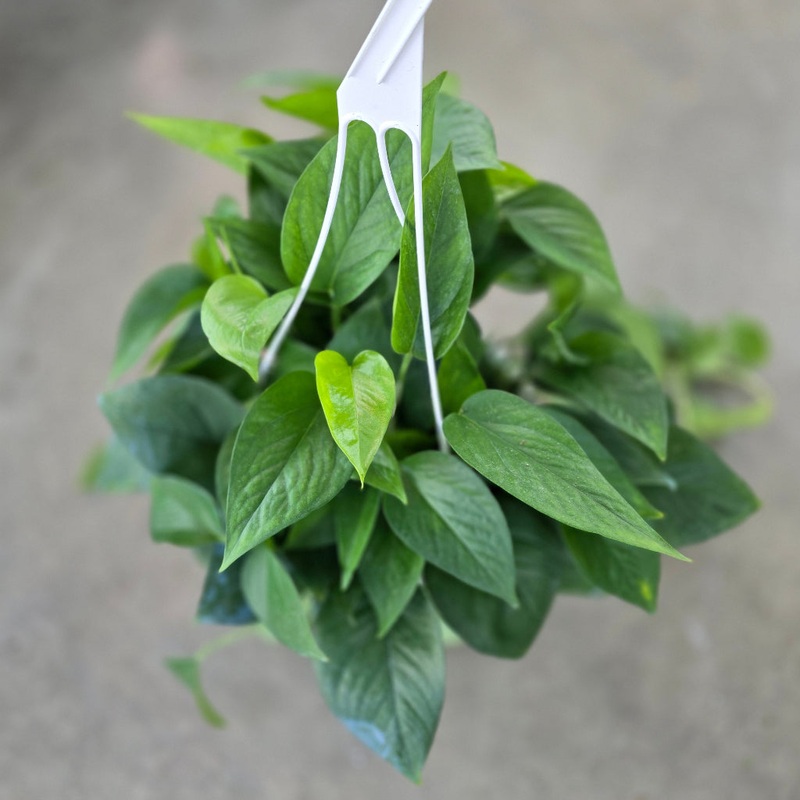 Epipremnum aureum ‘Green Queen’ – 8