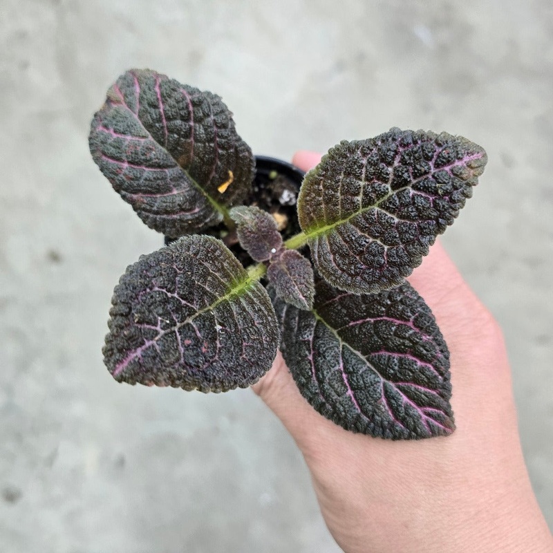 Episcia cupreata Copper – 2|CL2D
