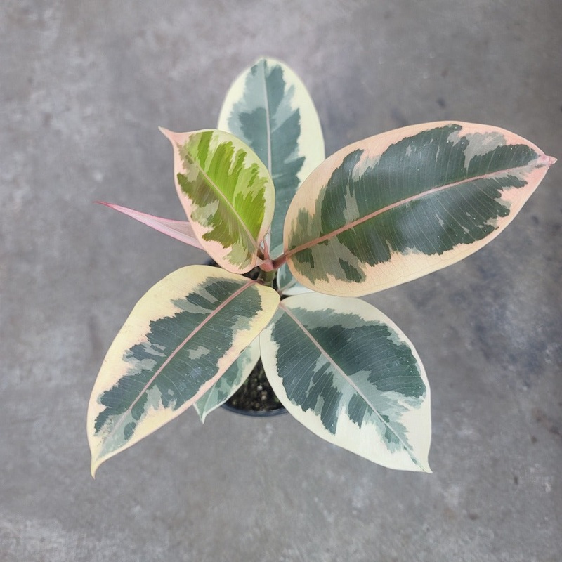 Ficus decora ‘Tineke’ – 4|R4CD