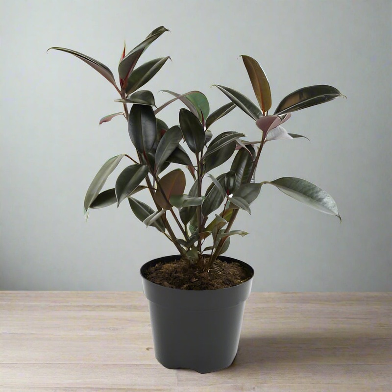 Ficus elastica – 8|FW|FW