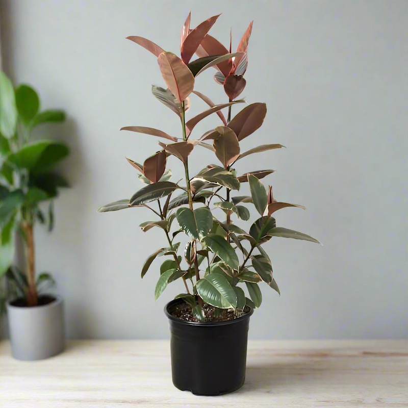 Ficus elastica ‘Ruby’ –  Bush 10